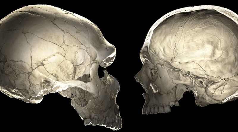 Gehirnevolution: Neandertaler Gene geben Aufschluss