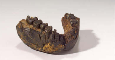 Urmenschen Unterkiefer eines 2,4 Millionen Jahre alten Homo rudolfensis, Fundstätte Uraha nahe des Malawisee - Copyright: Hessisches Landesmuseum