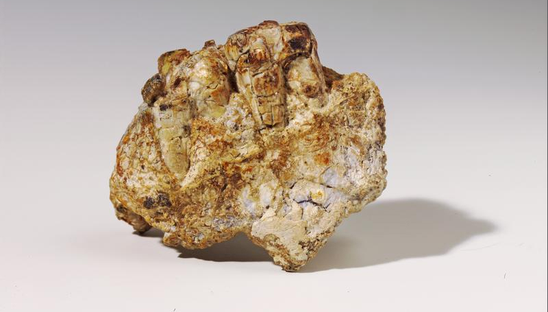 Zahnreste des ungefähr zur gleichen Zeit lebenden Paranthropus bosei, Fundstätte Malema nahe des Malawisees - Copyright: Hessisches Landesmuseum