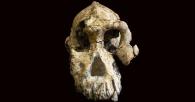 Älteste bekannte Australopithecus-Art hat jetzt ein Gesicht