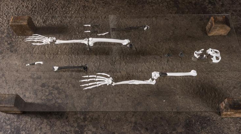 Aus den Fossilien rekonstruierte das Team den Aufbau weiterer Knochen. - Foto: Christoph Jäckle