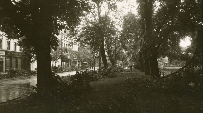 Sturmschäden an den Bäumen der Königsallee nach dem Pfingststurm am 8. Juni 1924. - Foto: Julius Söhn