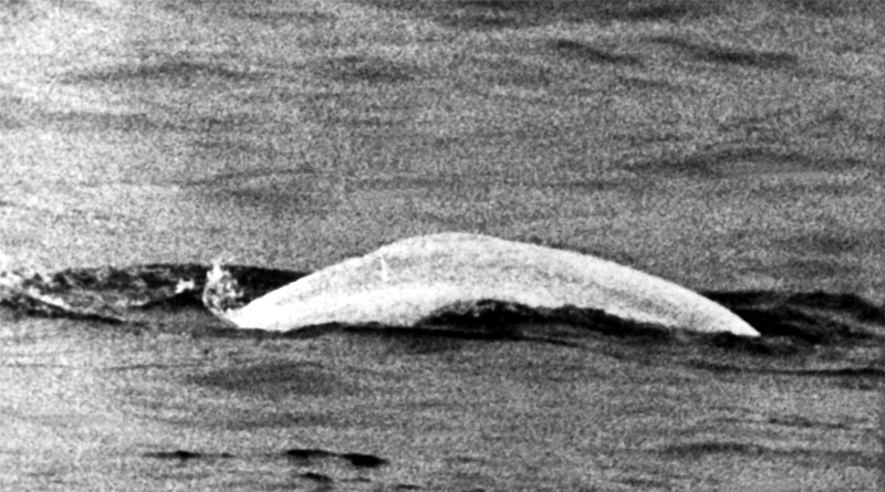 Beluga-Wal Moby Dick