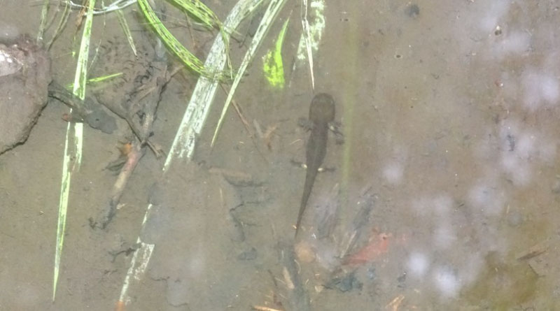 Selten und stark bedroht: Im Hubbelrather Bachtal konnte eine aquatische Larve des Feuersalamanders (Salamandra salamandra) entdeckt werden - Copyright: Tobias Krause