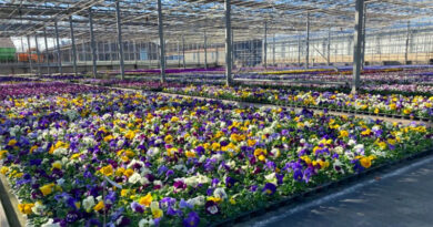 260.000 Blumen bringen Düsseldorf zum Leuchten - Copyright: Landeshauptstadt Düsseldorf