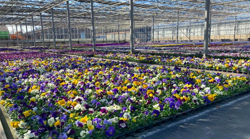 260.000 Blumen bringen Düsseldorf zum Leuchten - Copyright: Landeshauptstadt Düsseldorf