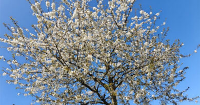 Sehenswerte Orte in Düsseldorf für die Kirschblüte