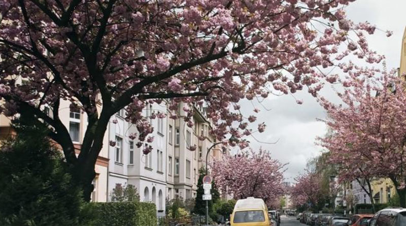 Sehenswerte Orte in D&uuml;sseldorf f&uuml;r die Kirschbl&uuml;te
