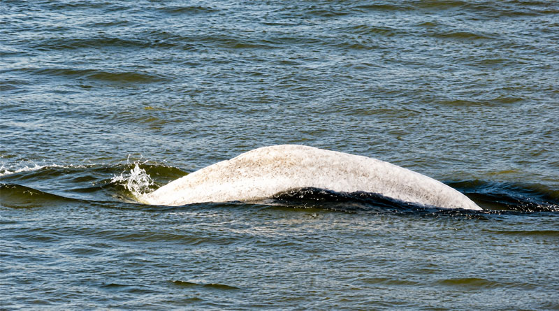 Beluga-Wal Moby Dick im Rhein 1966 - Optimiert und coloriert von ChatGPT
