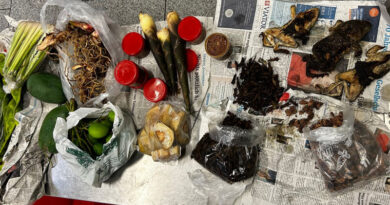 Hauptzollamt Düsseldorf: Frösche, Geckos, Insekten und kleingeschnittene Schlangen im Gepäck