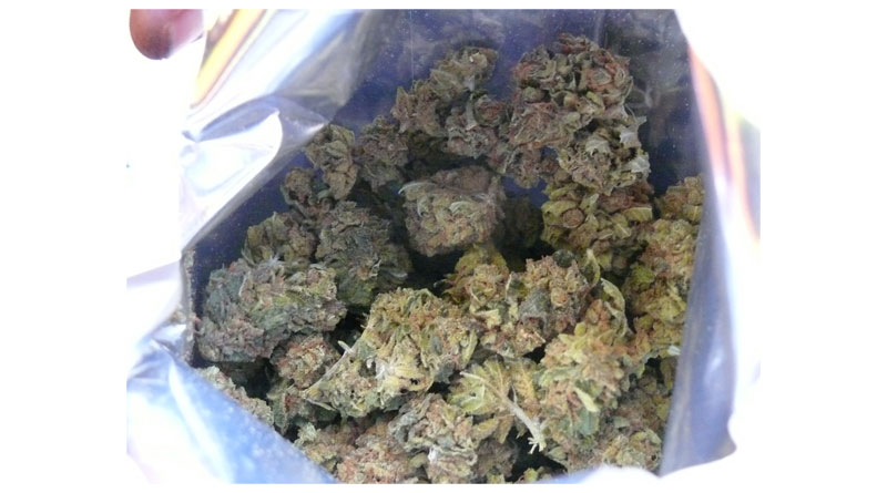 Hauptzollamt: Düsseldorfer Zoll vernichtet 632 kg Marihuana