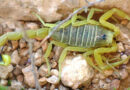 Illustrationsfoto gelber Mittelmeerskorpion Ester Inbar, available from https://commons.wikimedia.org/wiki/User:ST., Attribution, https://commons.wikimedia.org/w/index.php?curid=1979172