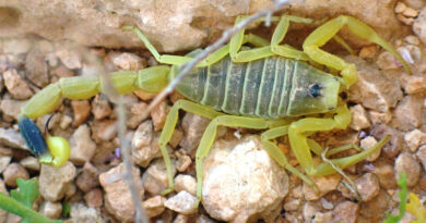 Illustrationsfoto gelber Mittelmeerskorpion Ester Inbar, available from https://commons.wikimedia.org/wiki/User:ST., Attribution, https://commons.wikimedia.org/w/index.php?curid=1979172