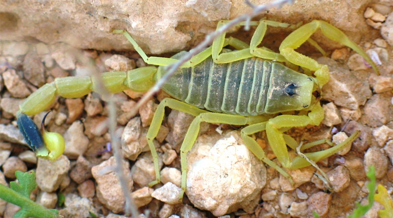 Illustrationsfoto gelber Mittelmeerskorpion Ester Inbar, available from https://commons.wikimedia.org/wiki/User:ST., Attribution, https://commons.wikimedia.org/w/index.php?curid=1979172