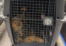 Hauptzollamt Düsseldorf: Zoll stoppt illegale Ausfuhr von Hunden wegen Transportbedingungen