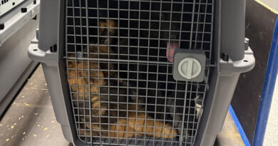 Hauptzollamt Düsseldorf: Zoll stoppt illegale Ausfuhr von Hunden wegen Transportbedingungen