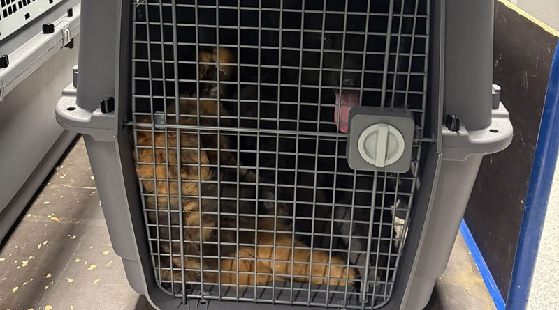 Hauptzollamt Düsseldorf: Zoll stoppt illegale Ausfuhr von Hunden wegen Transportbedingungen