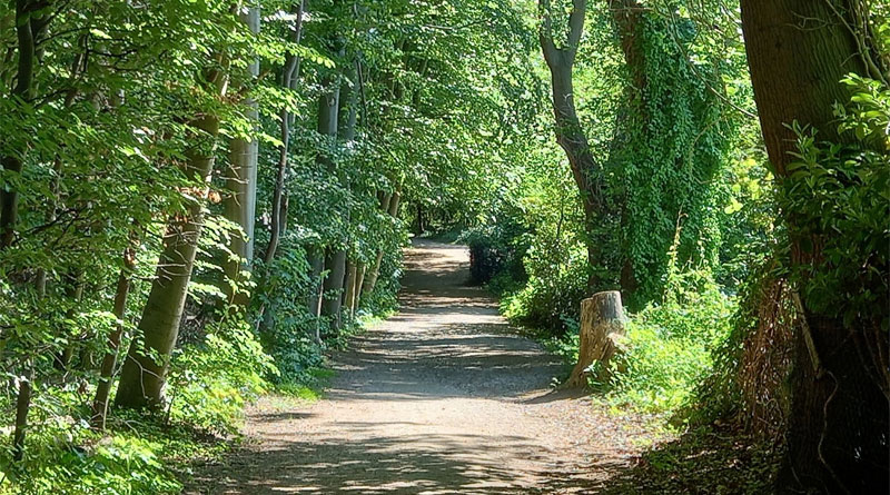 Wald-Klima-Pfad im Aaper Wald vollständig fertiggestellt