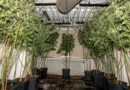 Lörick: Drogenplantage in Wohnhaus - Mehrere Hundert Cannabispflanzen beschlagnahmt