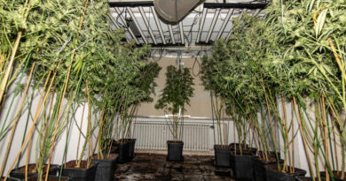 Lörick: Drogenplantage in Wohnhaus - Mehrere Hundert Cannabispflanzen beschlagnahmt