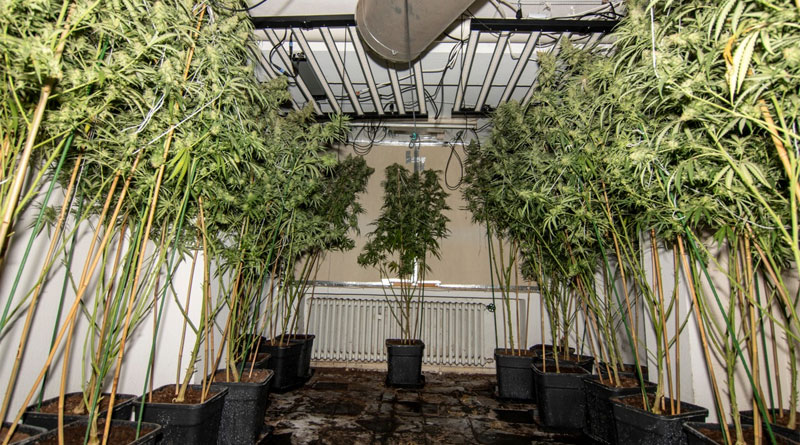 Lörick: Drogenplantage in Wohnhaus - Mehrere Hundert Cannabispflanzen beschlagnahmt